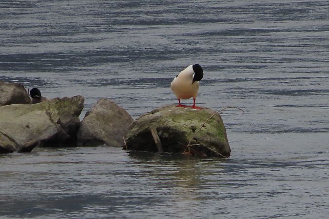 Smergo maggiore  - Enrico Bissardella