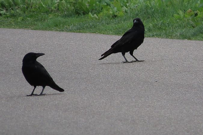 Cornacchia nera  - Enrico Bissardella