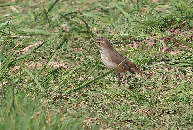 Pettazzurro  - Enrico Bissardella