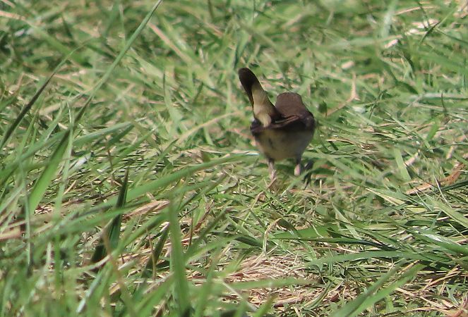 Pettazzurro  - Enrico Bissardella