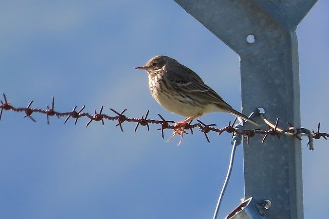 Pispola  - Enrico Bissardella