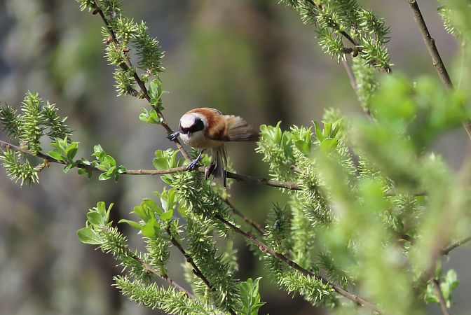 Pendolino  - Enrico Bissardella