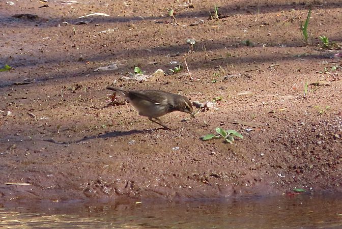 Pettazzurro  - Enrico Bissardella