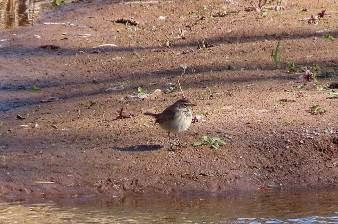 Pettazzurro  - Enrico Bissardella