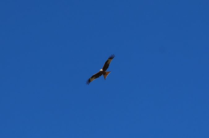 Nibbio reale  - Enrico Bissardella