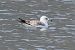 Gavina (Larus canus) © Giuseppe Colombo
