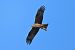 Nibbio bruno (Milvus migrans) © Giuseppe Colombo