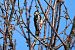 Great Spotted Woodpecker (Dendrocopos major) © Giuseppe Colombo