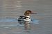 Smergo maggiore (Mergus merganser) © Giuseppe Colombo