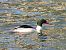 Smergo maggiore (Mergus merganser) © Daniele Capello