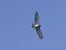 Biancone (Circaetus gallicus) © Daniele Capello