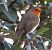 Pettirosso (Erithacus rubecula) © Patrizio Gigli