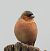 Eurasian Chaffinch (Fringilla coelebs) © Tiziana Ciaghi