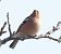 Fringuello (Fringilla coelebs) © Tiziana Ciaghi