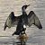 Cormorano (Phalacrocorax carbo) © Tiziana Ciaghi