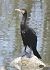 Cormorano (Phalacrocorax carbo) © Tiziana Ciaghi