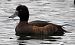 Moretta (Aythya fuligula) © Tiziana Ciaghi