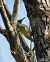 Picchio verde (Picus viridis) © Alberto Calcaterra