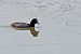 Folaga (Fulica atra) © Giancarlo Silveri