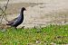 Gallinella d'acqua (Gallinula chloropus) © Giancarlo Silveri