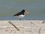 Beccaccia di mare (Haematopus ostralegus) © Pucci Mario