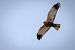 Falco di palude (Circus aeruginosus) © Pier Podavini