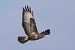 Poiana (Buteo buteo) © Maurizio Parenti