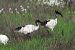 Ibis sacro (Threskiornis aethiopicus) © Maurizio Parenti
