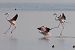 Fenicottero (Phoenicopterus roseus) © Maurizio Parenti