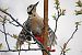 Picchio rosso maggiore (Dendrocopos major) © Maurizio Parenti