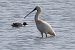 Eurasian Spoonbill (Platalea leucorodia) © Maurizio Parenti