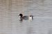 Eurasian Wigeon (Mareca penelope) © Maurizio Parenti