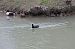 Folaga (Fulica atra) © Sergio Enrico Gallo