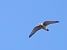 Gheppio (Falco tinnunculus) © Massimo Angei