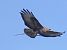 Poiana (Buteo buteo) © Massimo Angei