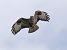 Poiana (Buteo buteo) © Massimo Angei