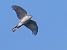 Sparviere (Accipiter nisus) © Massimo Angei