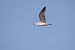 Gavina (Larus canus) © Fabio Moretto
