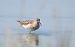Combattente (Calidris pugnax) © Matteo Bonvicini