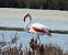Fenicottero (Phoenicopterus roseus) © Matteo Bonvicini