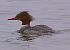 Smergo maggiore (Mergus merganser) © Angelo Pasqua