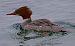 Smergo maggiore (Mergus merganser) © Angelo Pasqua