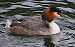 Svasso maggiore (Podiceps cristatus) © Angelo Pasqua