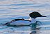 Smergo maggiore (Mergus merganser) © Angelo Pasqua