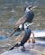 Cormorano (Phalacrocorax carbo) © Angelo Pasqua
