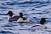 Smergo maggiore (Mergus merganser) © Angelo Pasqua