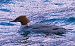 Smergo maggiore (Mergus merganser) © Angelo Pasqua