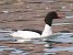 Smergo maggiore (Mergus merganser) © Angelo Pasqua