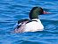 Smergo maggiore (Mergus merganser) © Angelo Pasqua
