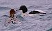 Smergo maggiore (Mergus merganser) © Angelo Pasqua